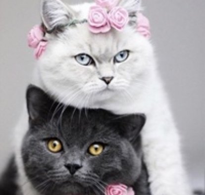 Алексей Фролов